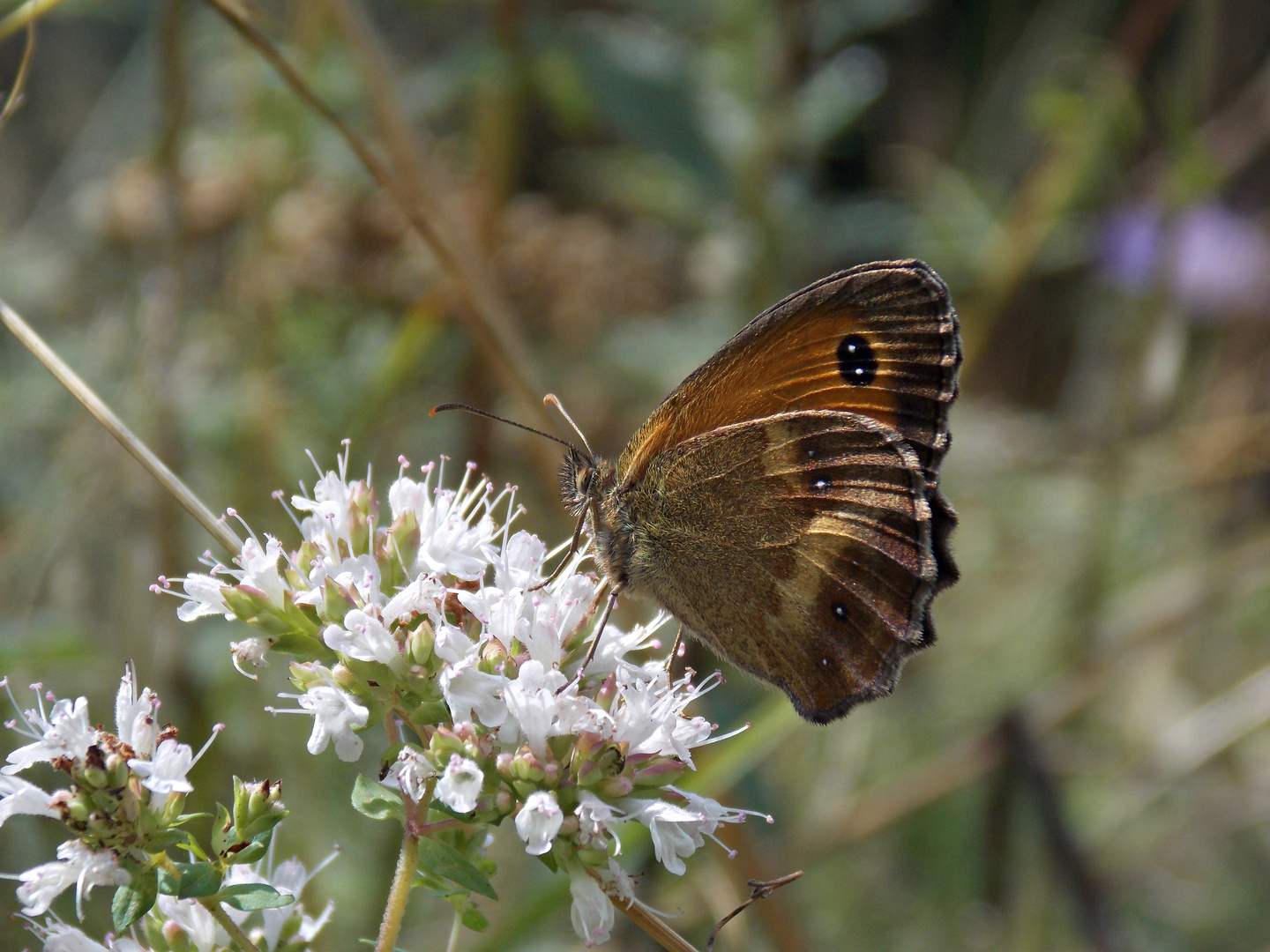 Maniola Jurtina