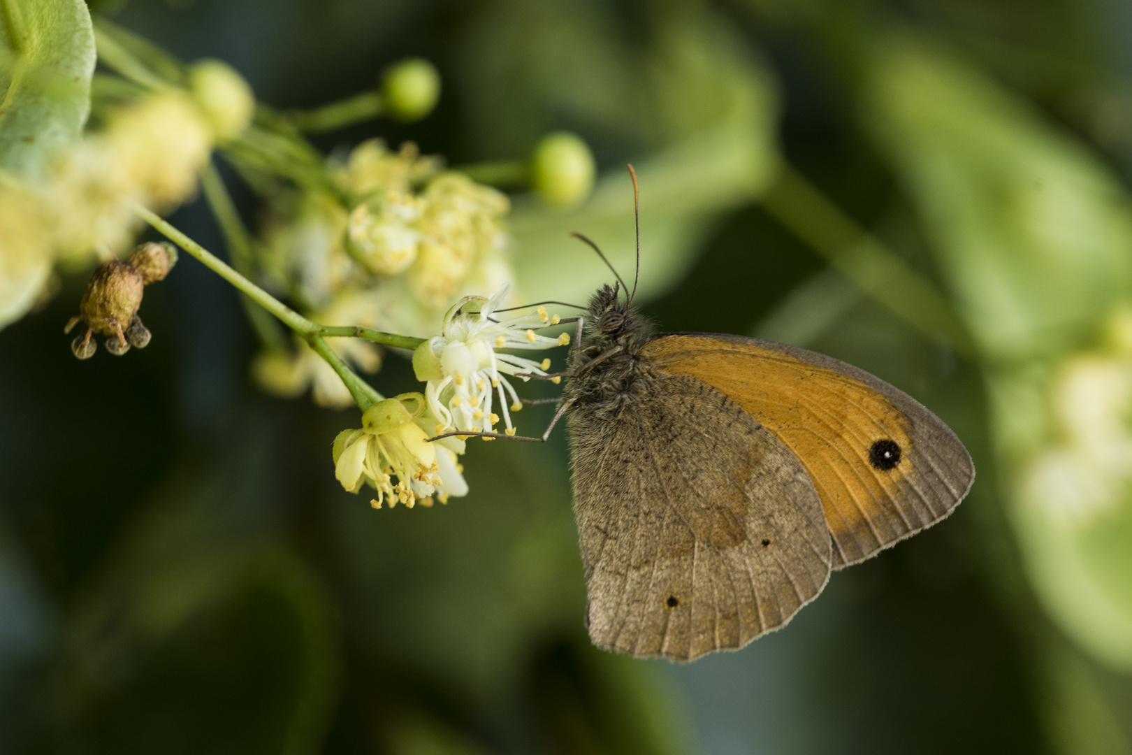 Maniola jurtina