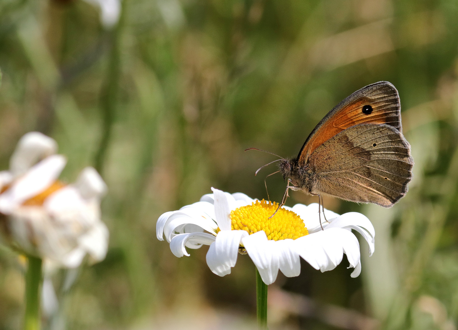 Maniola jurtina