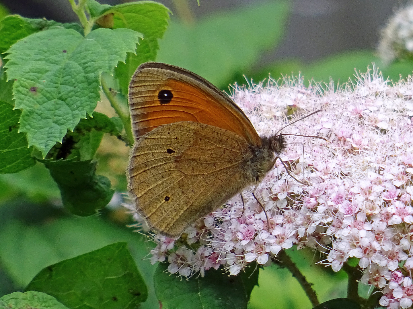 Maniola jurtina