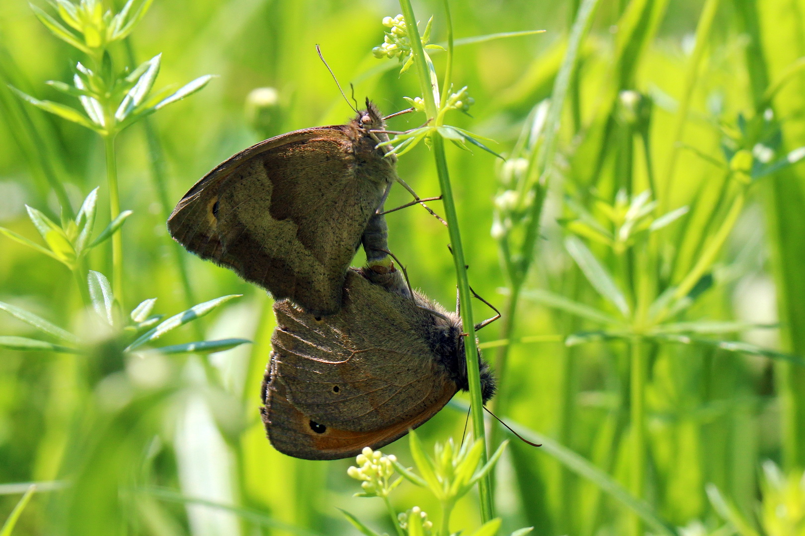 Maniola jurtina