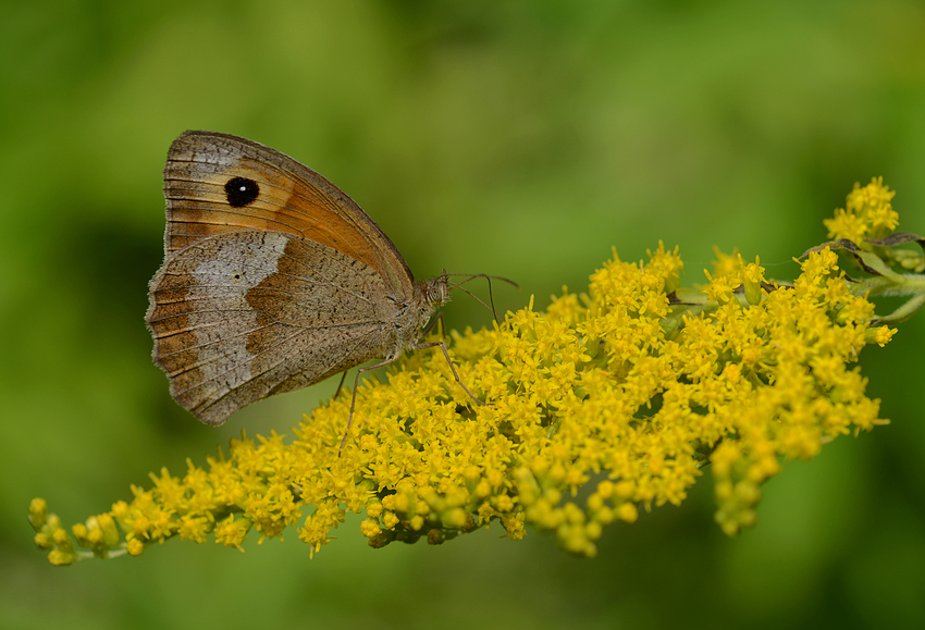 Maniola jurtina