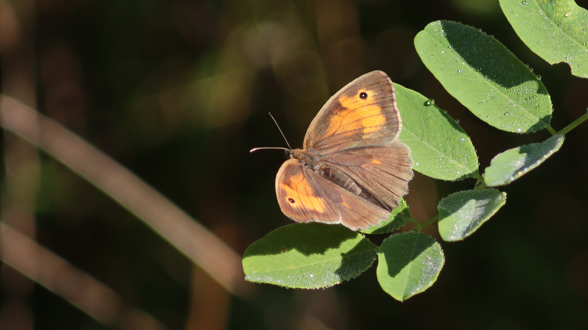 Maniola jurtina