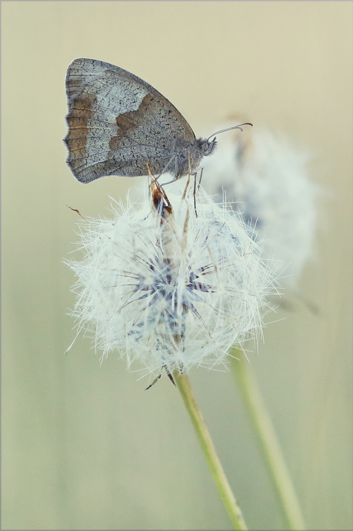 Maniola jurtina