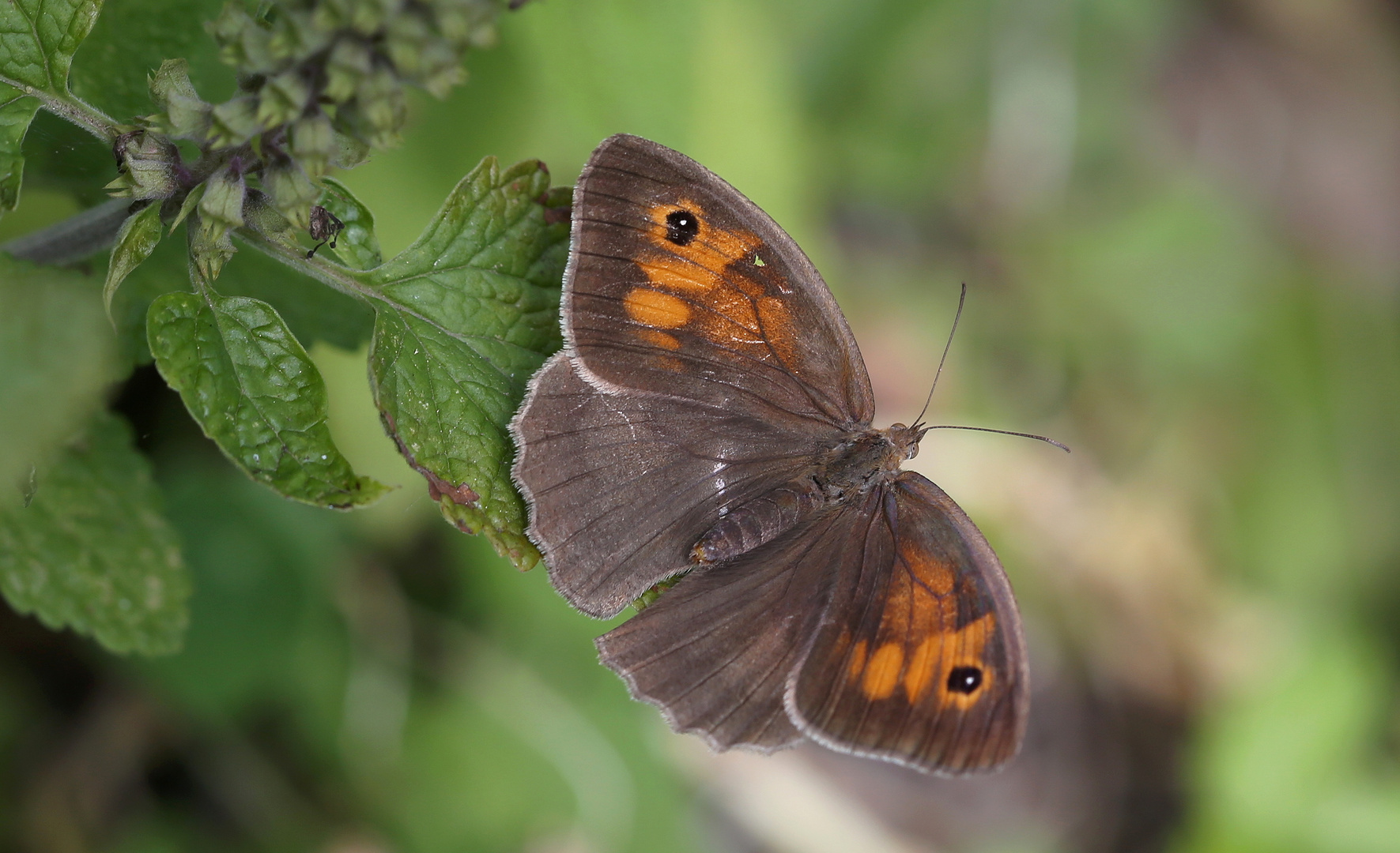 Maniola jurtina