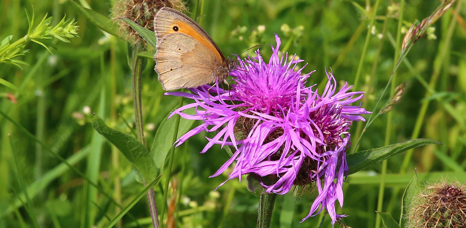 Maniola jurtina - Großes Ochsenauge männlich auf der Flockenblume