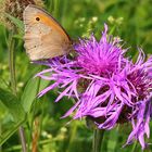 Maniola jurtina - Großes Ochsenauge männlich auf der Flockenblume