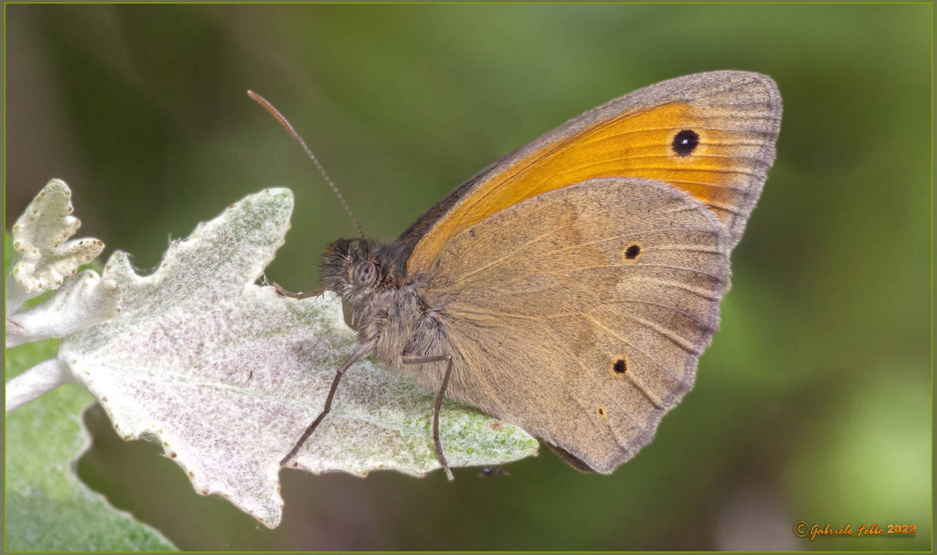 Maniola jurtina (Linnaeus, 1758)