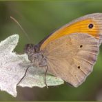 Maniola jurtina (Linnaeus, 1758)