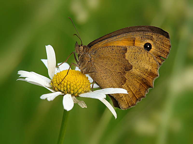 Maniola jurtina (Linnaeus,1758)