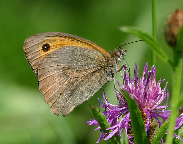 Maniola jurtina male