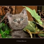 Manis Katzenbabys IX