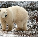 [ Manitoba’s polar bears ]