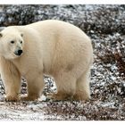 [ Manitoba’s polar bears ]
