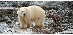 [ Manitoba’s polar bears ]