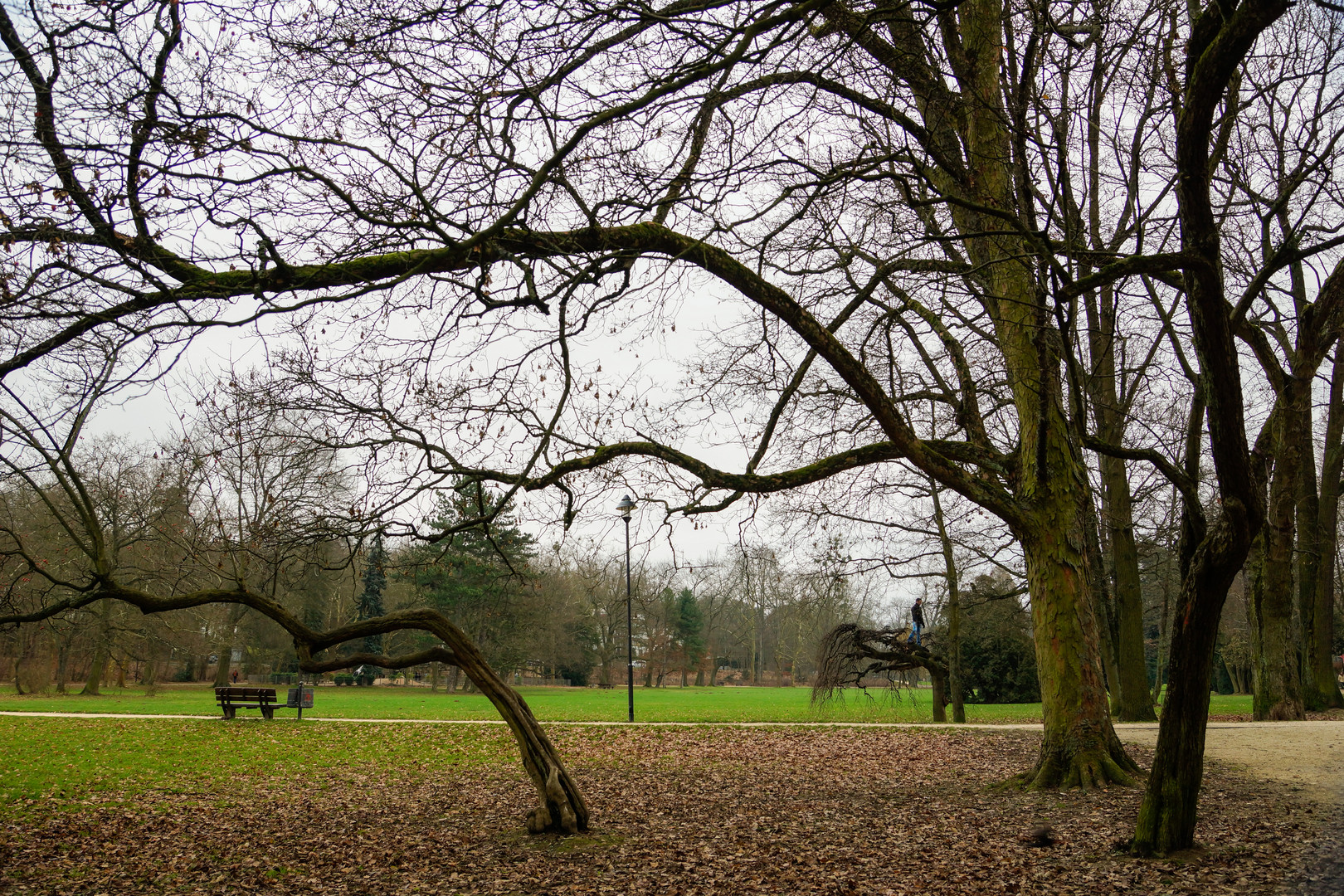 Mann auf Baum