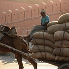 Mann auf Wagen India