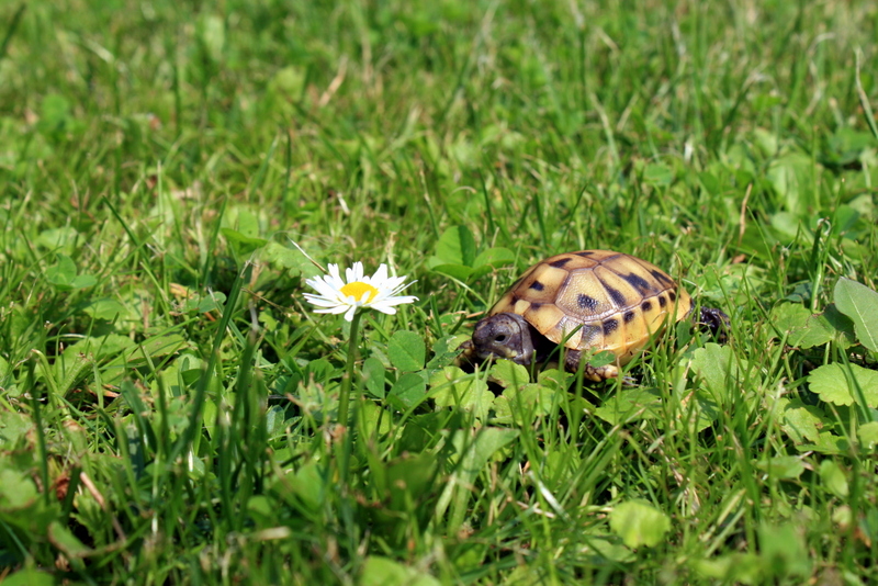 Mann, das Gänseblümchen ist aber groß!