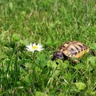 Mann, das Gänseblümchen ist aber groß!