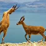 "Mann, hab´ ich nen´ Bock !" Nubischer oder auch Syrischer Steinbock ( Capra nubiana )