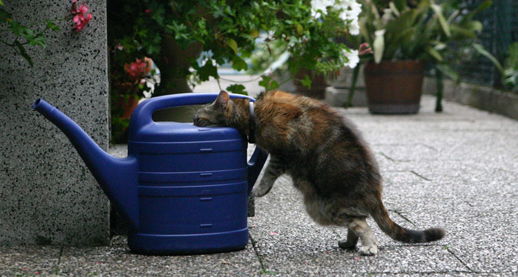 "Mann hab ich nen Kater.....