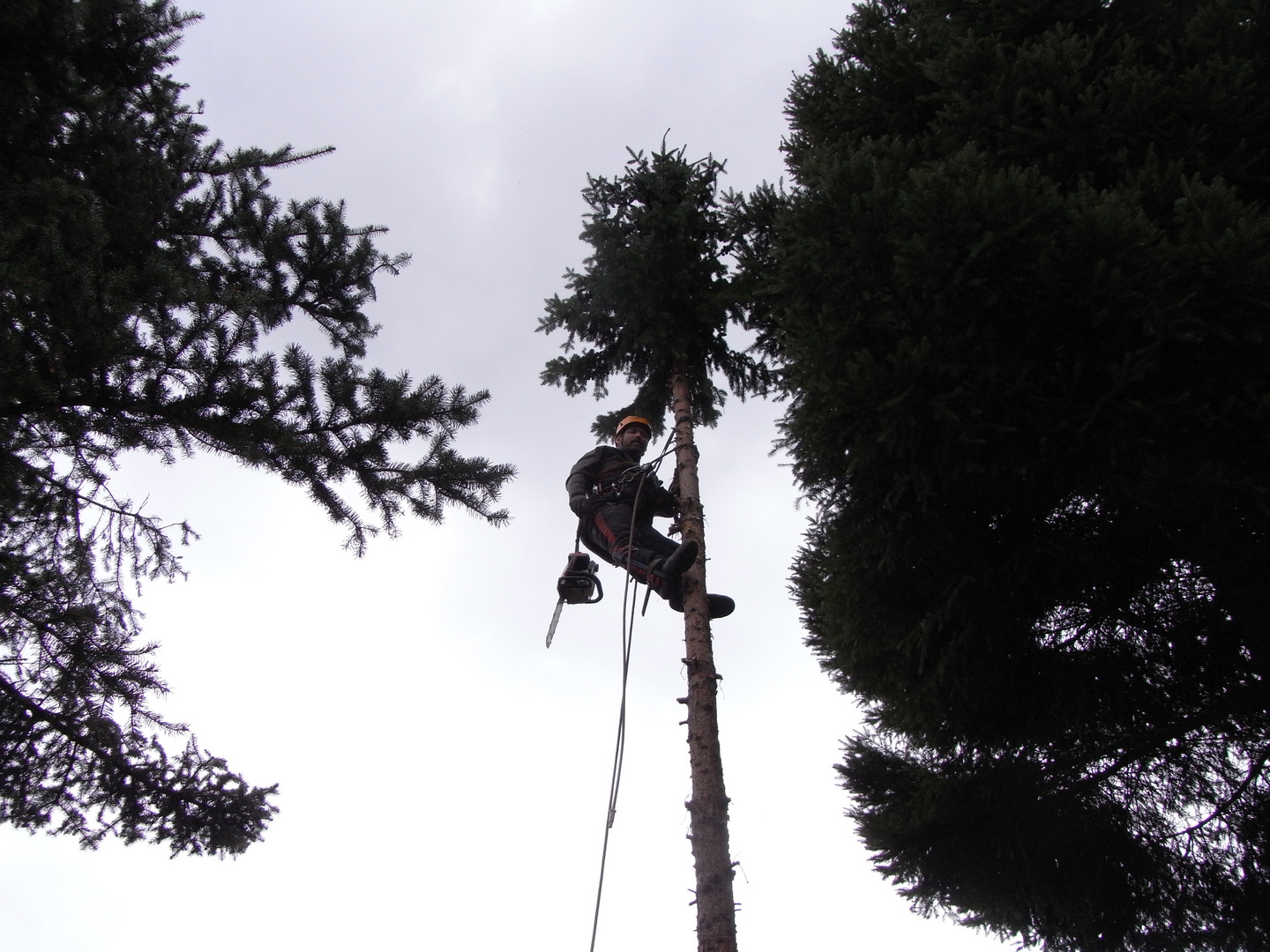 Mann im Baum