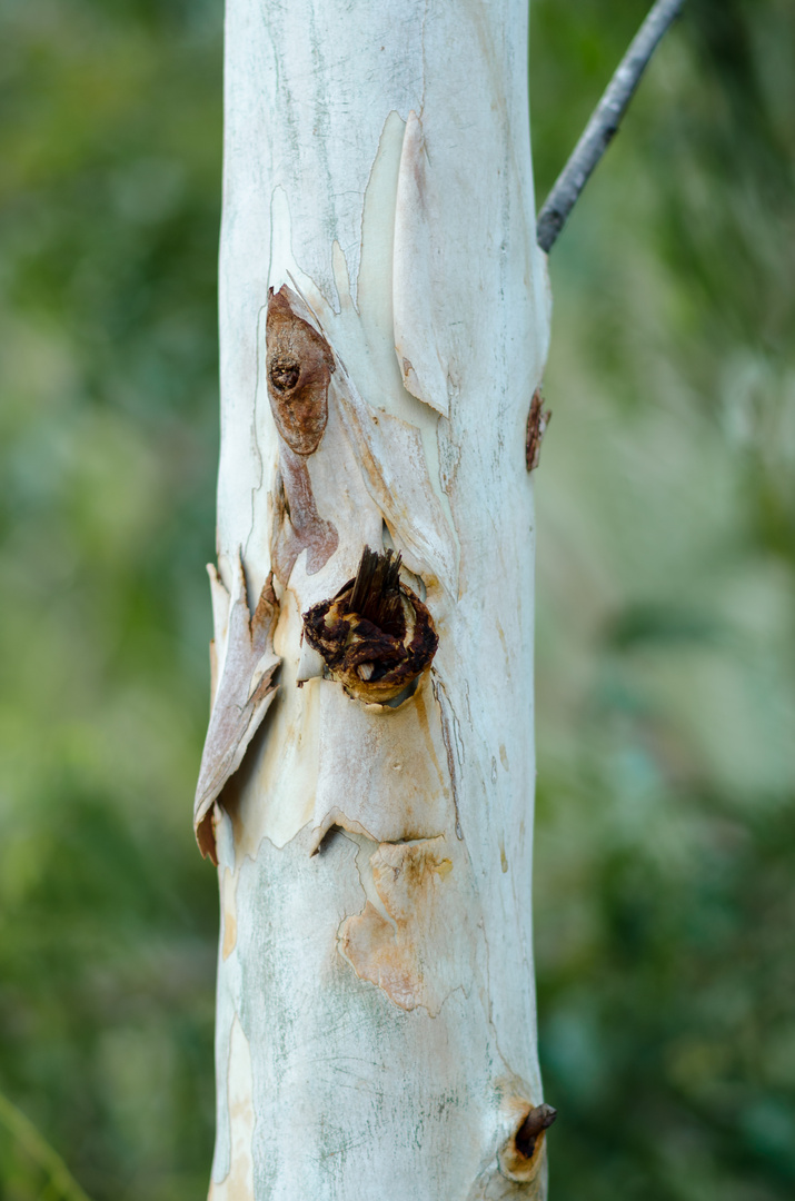 Mann im Baum