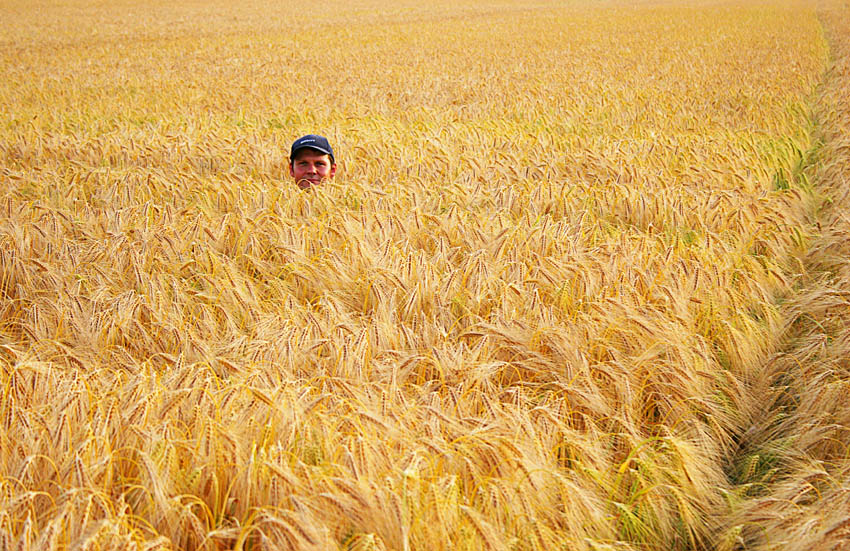 Mann im Kornfeld