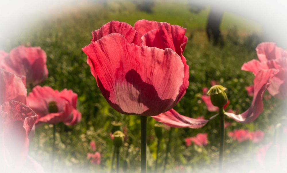 Mann im Mohn