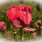 Mann im Mohn