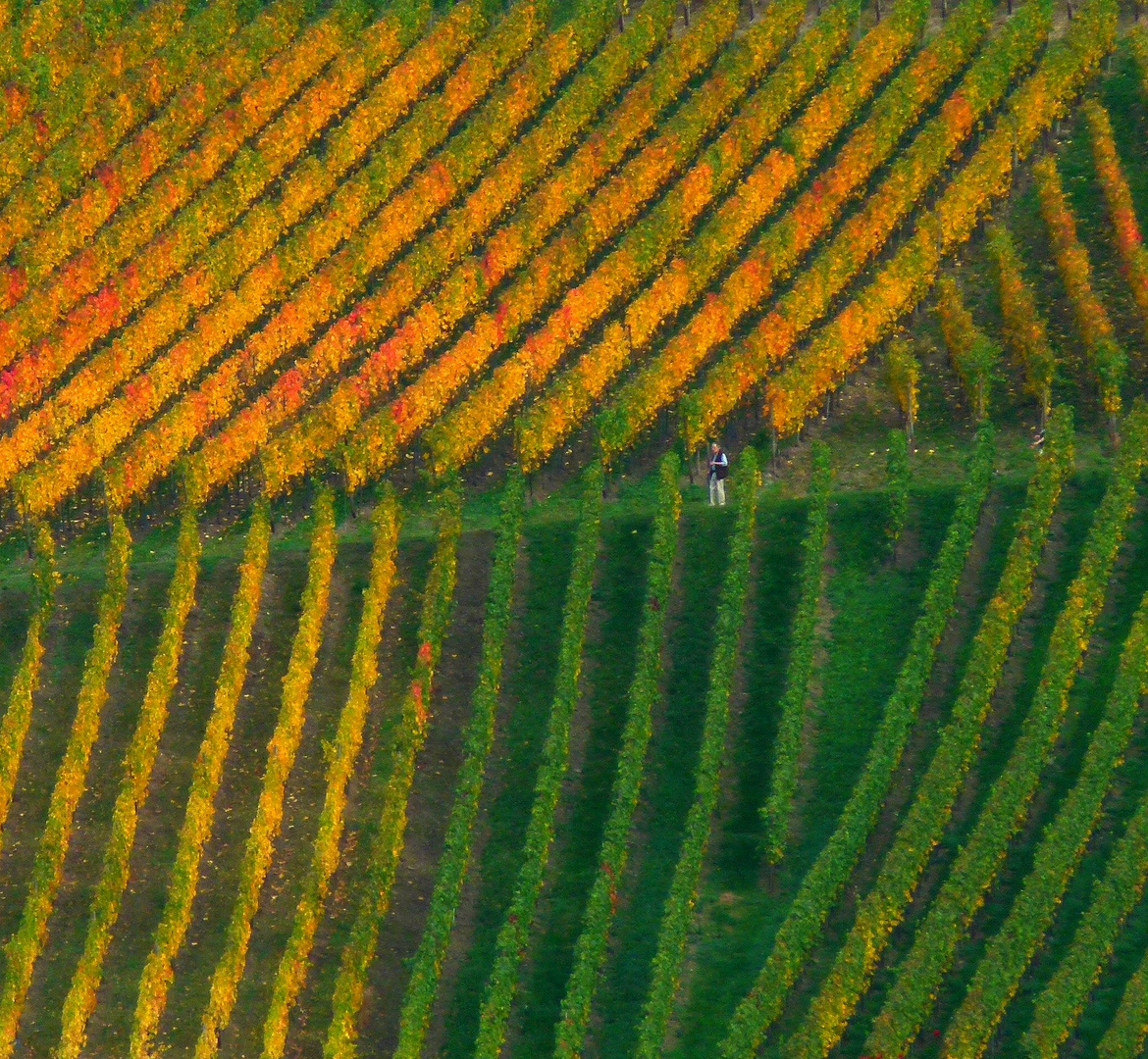 Mann im Weinberg