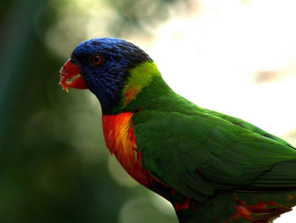 Mann, ist das ein bunter Vogel !