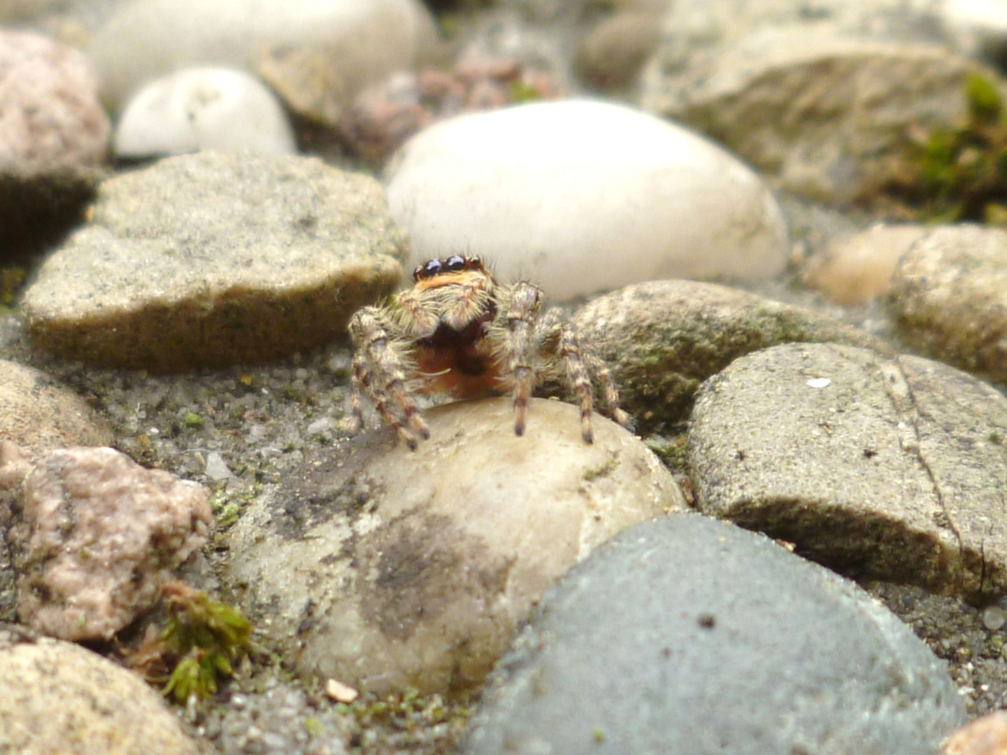 Mann ist die Welt Groß....Spinne am Staunen