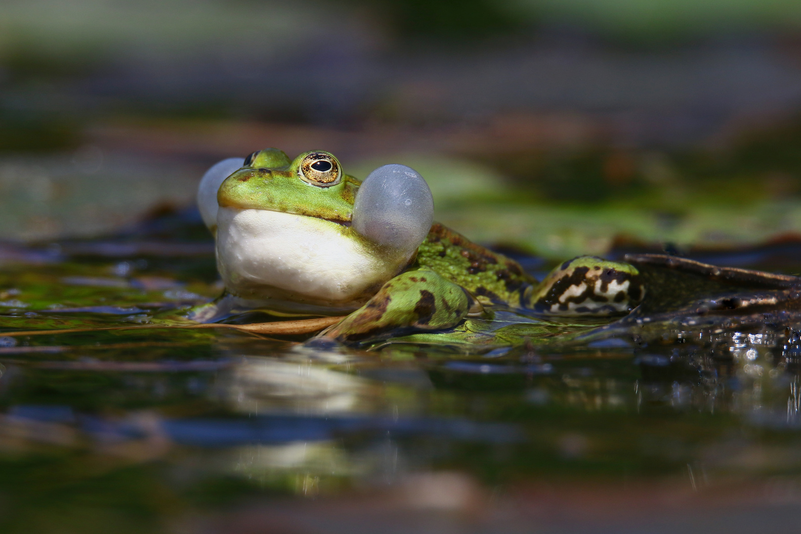 Mann, Mann, Mann... ..gib nicht so an :-)  Teichfrosch