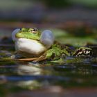 Mann, Mann, Mann... ..gib nicht so an :-)  Teichfrosch