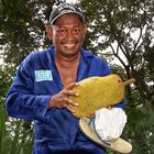 Mann mit Jackfruit (Seychelles)