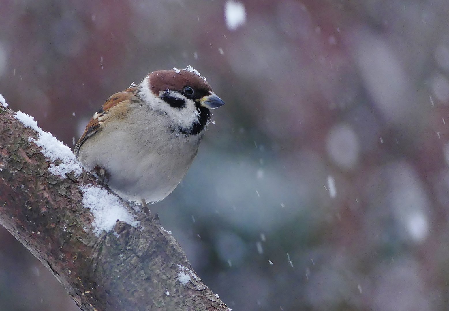 Mann mit  Mütze im Schnee