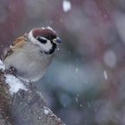 Mann mit  Mütze im Schnee