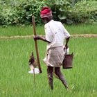 Mann rote Muetze worksongs Sri Lanka