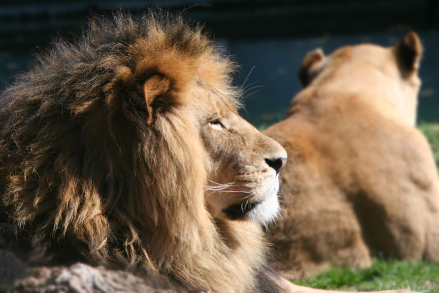Mann und Frau Löwe Foto & Bild tiere, zoo, wildpark & falknerei, säugetiere Bilder auf