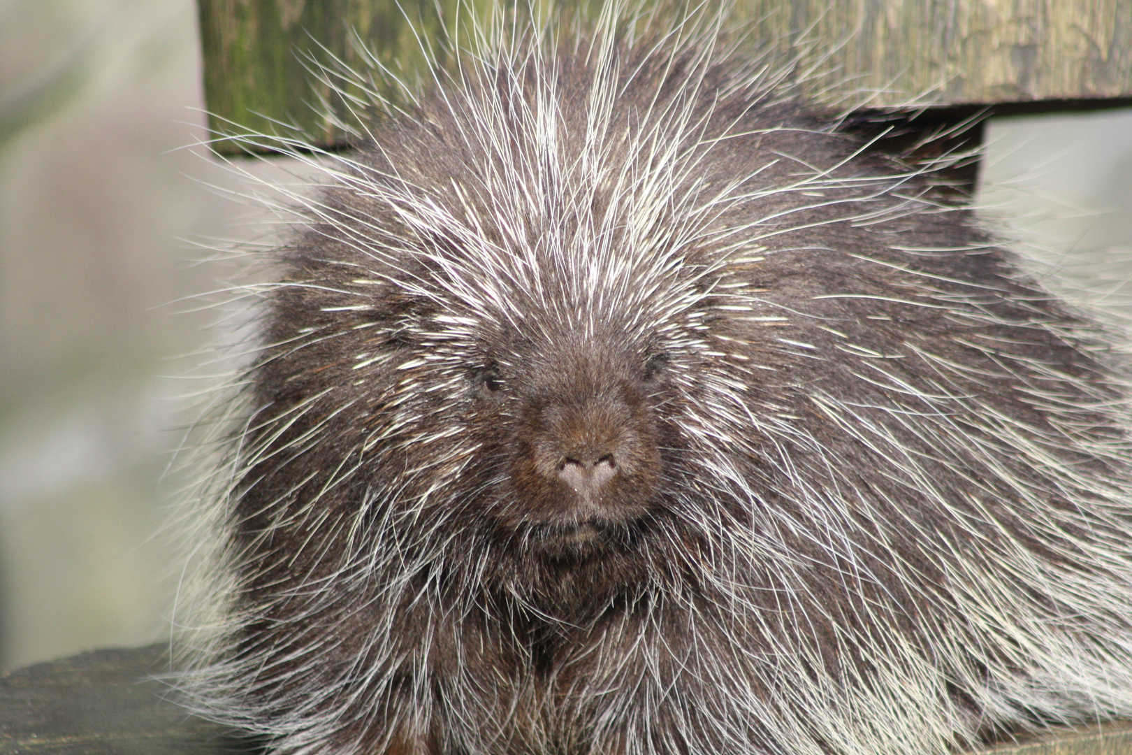 Mann Was Stehen Mir Heut Die Haare Zu Berge Foto Bild Tiere Zoo Wildpark Falknerei Saugetiere Bilder Auf Fotocommunity