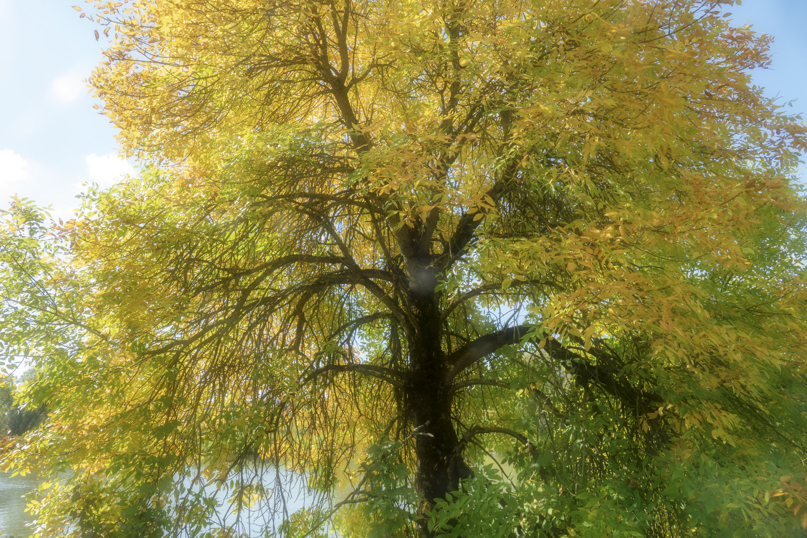 Manna-Esche (Fraxinus ornus)