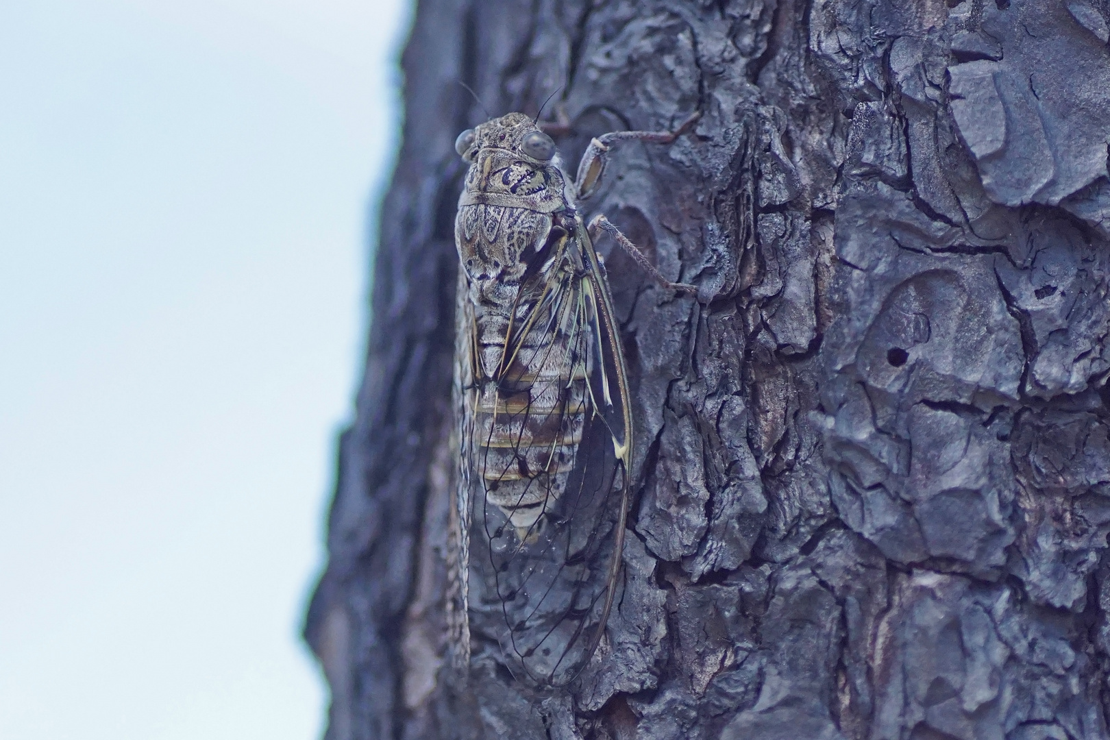Manna-Singzikade (Cicada orni)