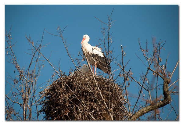 Mannemer Storch