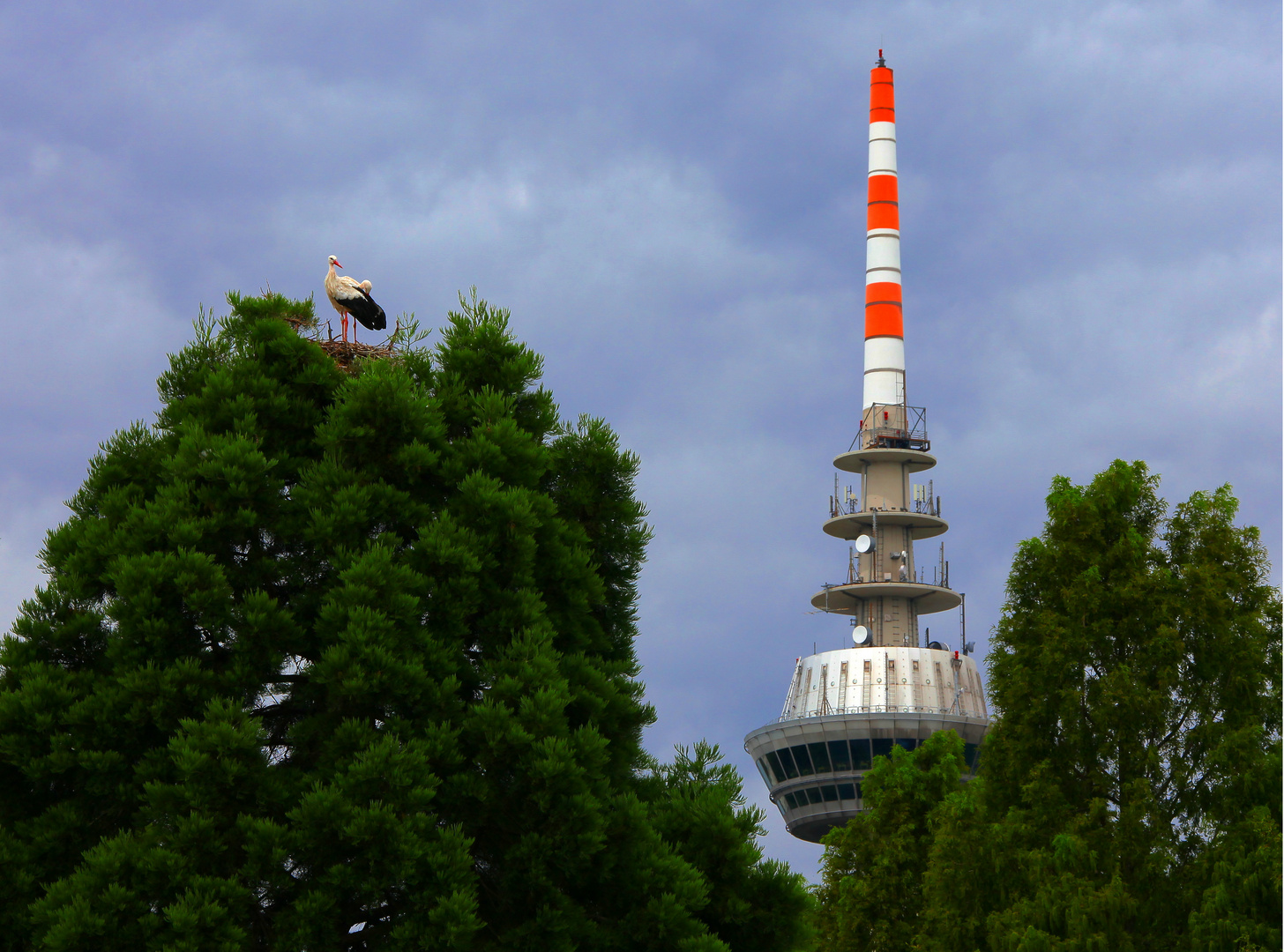 Mannheim, Weißstörche im Luisenpark mit Fernmeldeturm