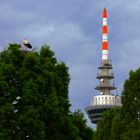 Mannheim, Weißstörche im Luisenpark mit Fernmeldeturm