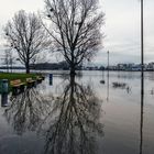 Mannheim - Winterhochwasser am Rhein.