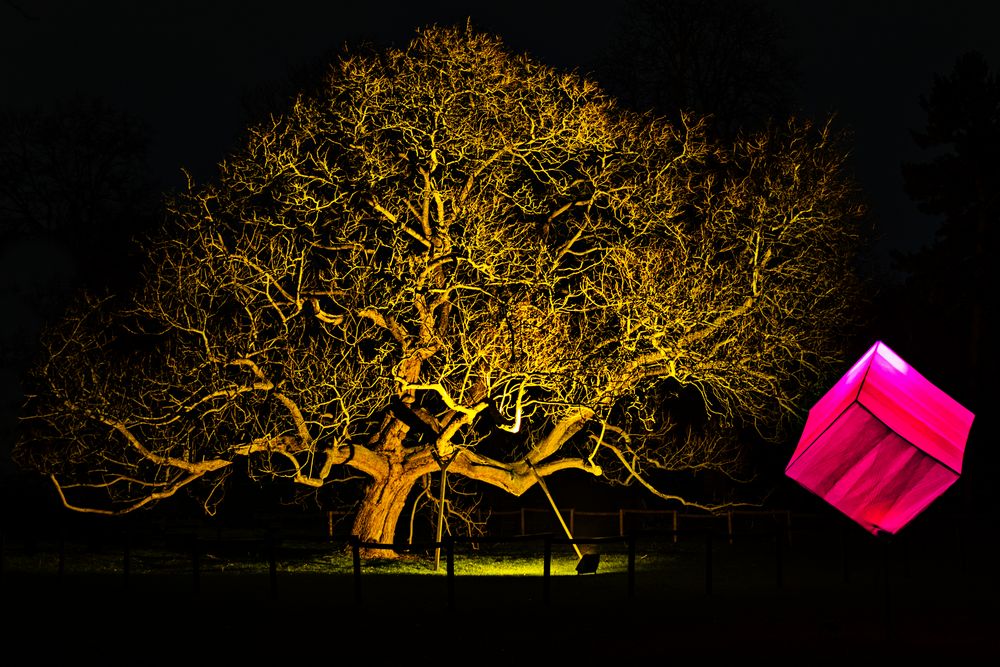 Mannheim. Winterlichter. Der große alte Baum