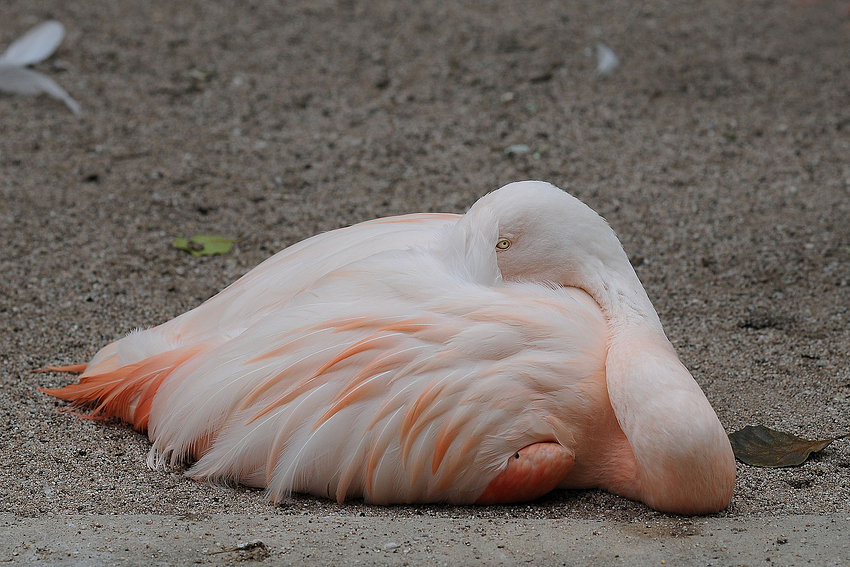 Mannheimer Flamingoschlaf