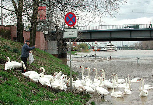 mannheim,schwäne im neckar